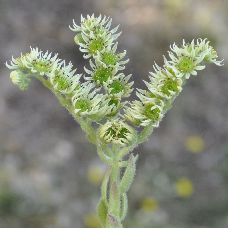 Image of Sempervivum ciliosum specimen.
