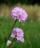 Armeria vulgaris