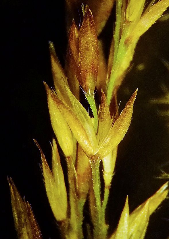 Изображение особи Calamagrostis amurensis.