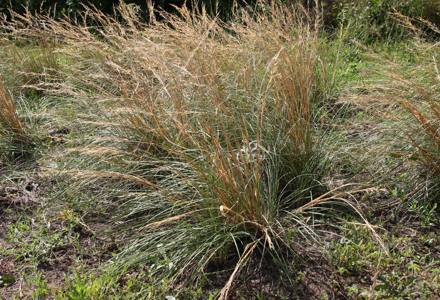 Изображение особи Stipa adoxa.