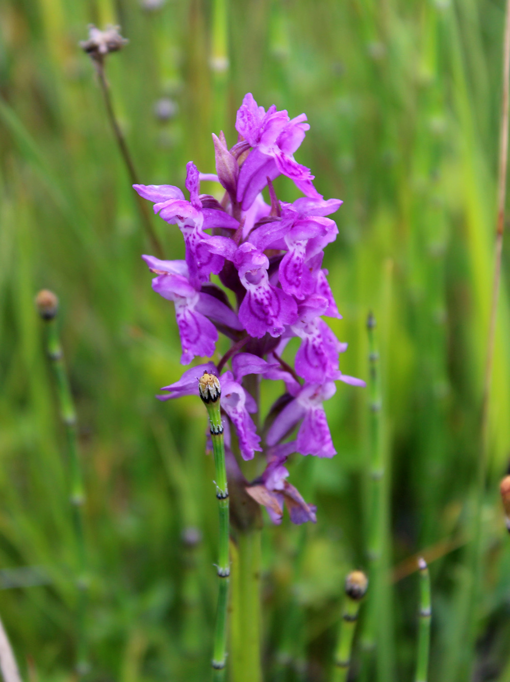 Изображение особи род Dactylorhiza.