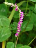 Spiranthes australis