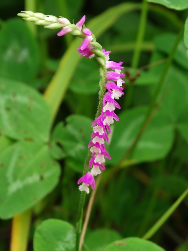 Изображение особи Spiranthes australis.