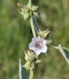 Althaea officinalis