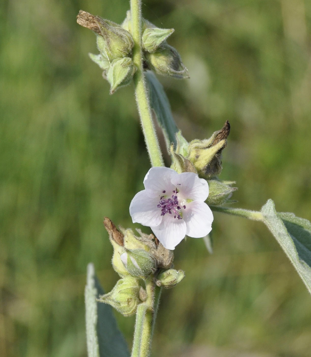 Image of Althaea officinalis specimen.