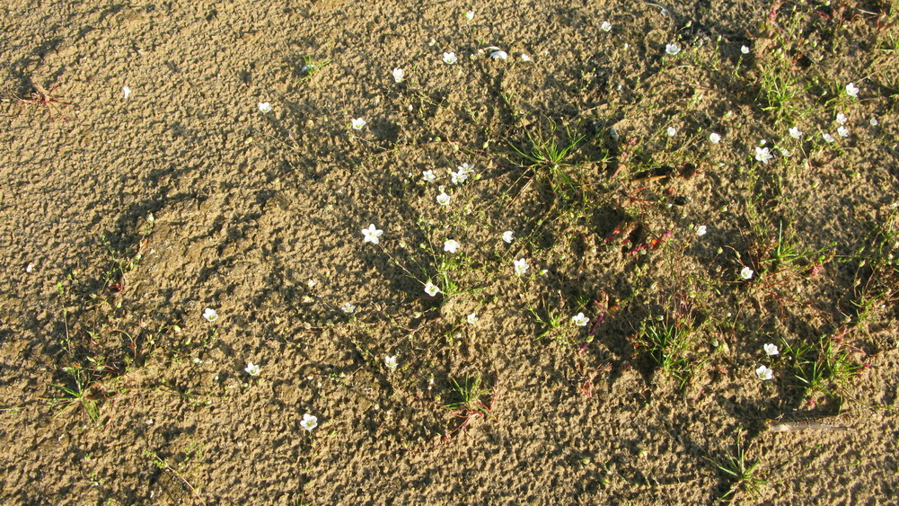 Image of Sagina nodosa specimen.