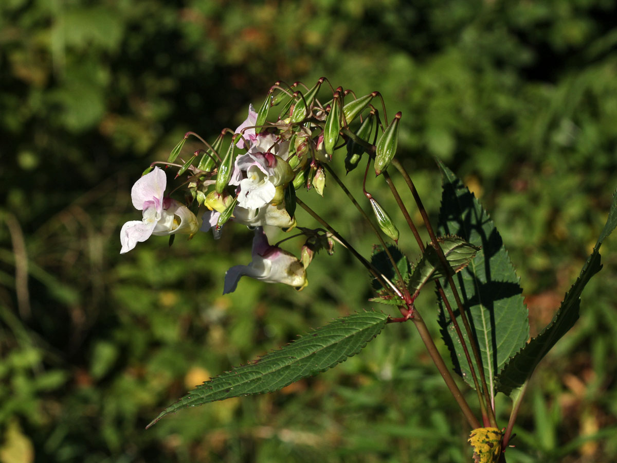 Image of Impatiens glandulifera specimen.