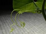 Cucurbita maxima ssp. turbaniformis