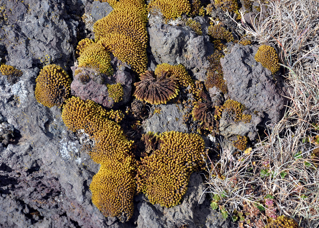 Изображение особи Grimmia torquata.