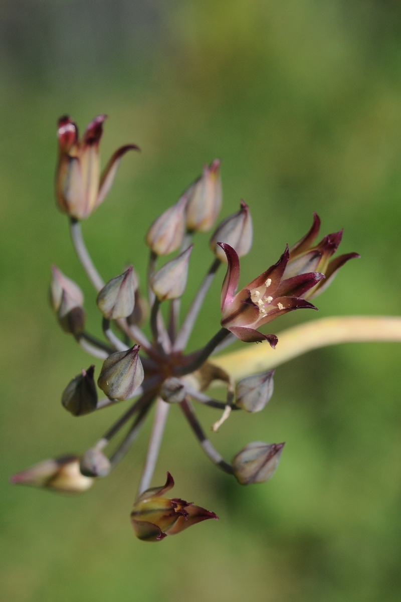 Изображение особи Allium kujukense.