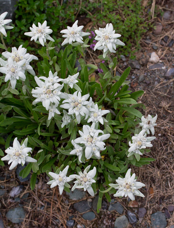 Изображение особи Leontopodium nivale ssp. alpinum.