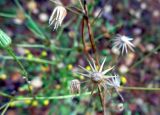 Senecio sylvaticus. Остатки соплодий после осыпания семян. Литва, лeвый берег Немана на границе с Белоруссией, лес Бугеда. 05.11.2016.