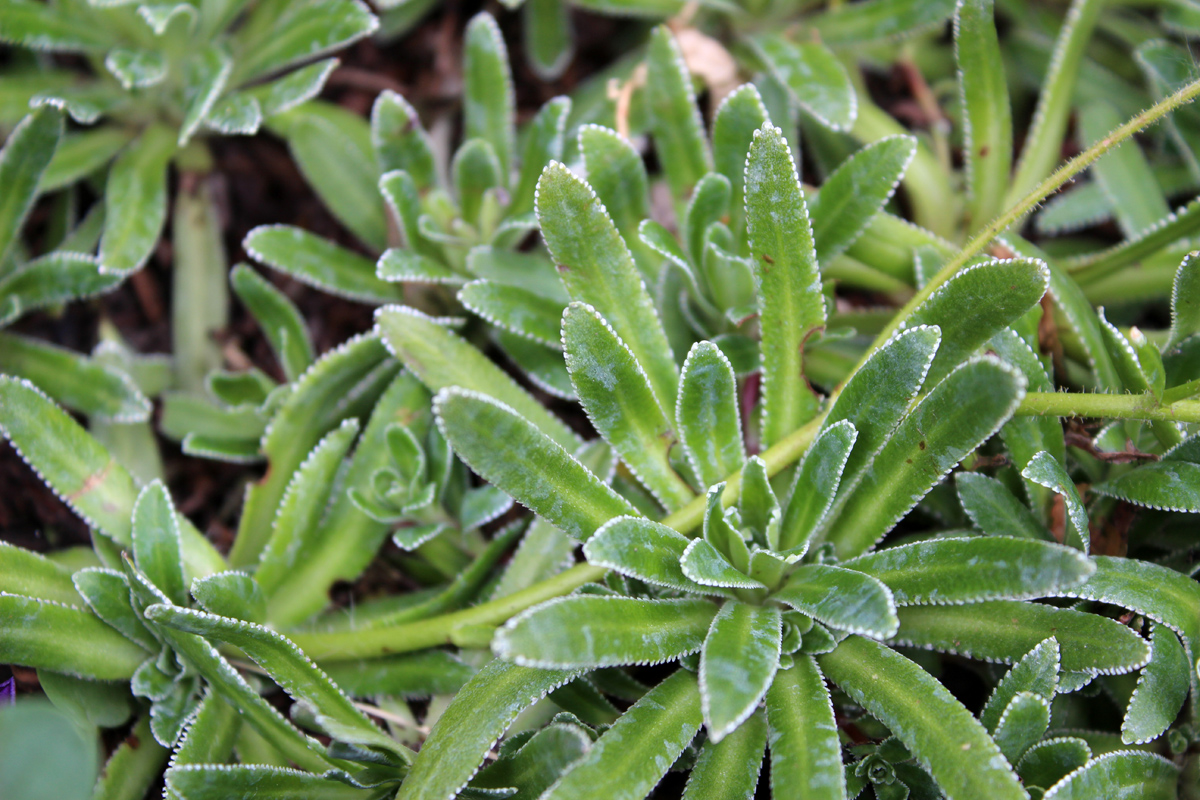 Image of Saxifraga cotyledon specimen.