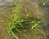 Carex bohemica