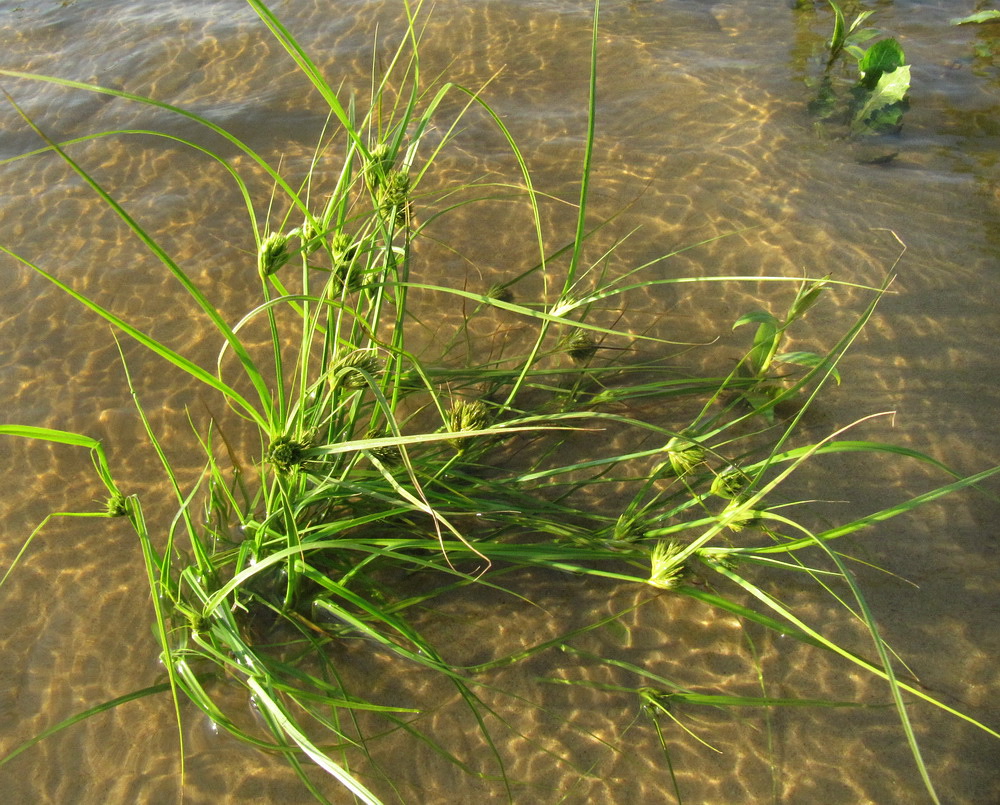 Изображение особи Carex bohemica.