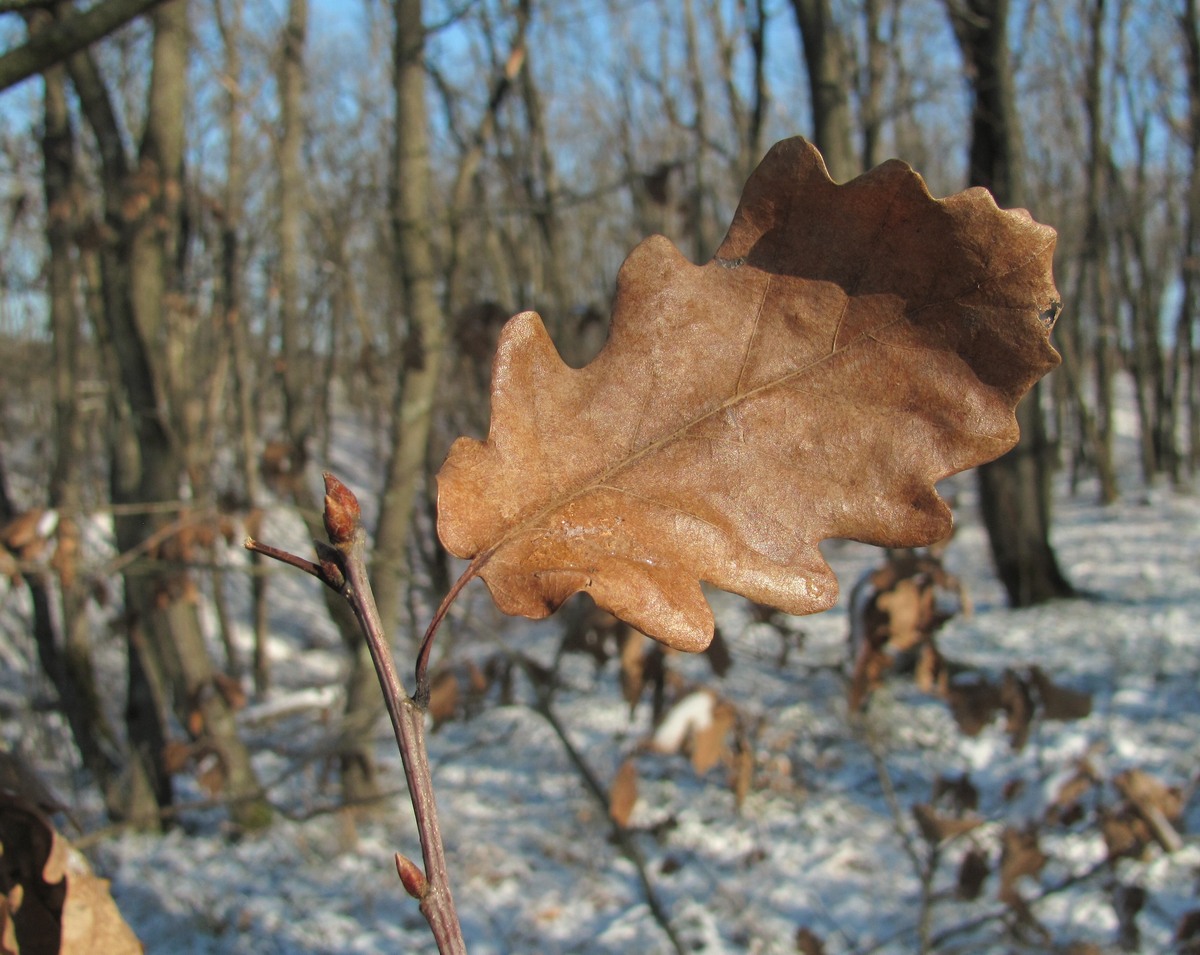 Image of Quercus petraea specimen.