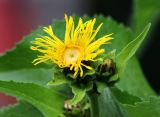 Inula helenium. Соцветие. Коми, г. Сыктывкар, городской парк, в культуре. 03.07.2015.