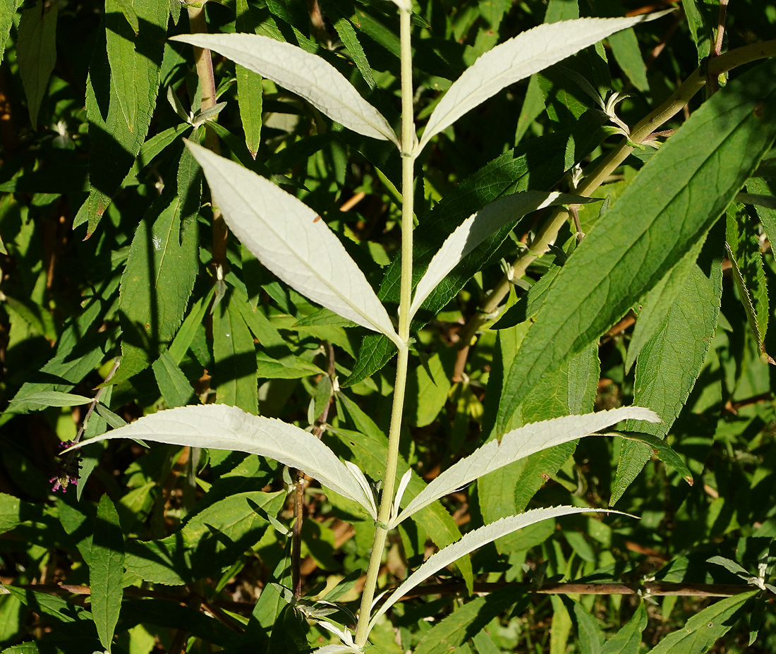 Image of Buddleja davidii specimen.