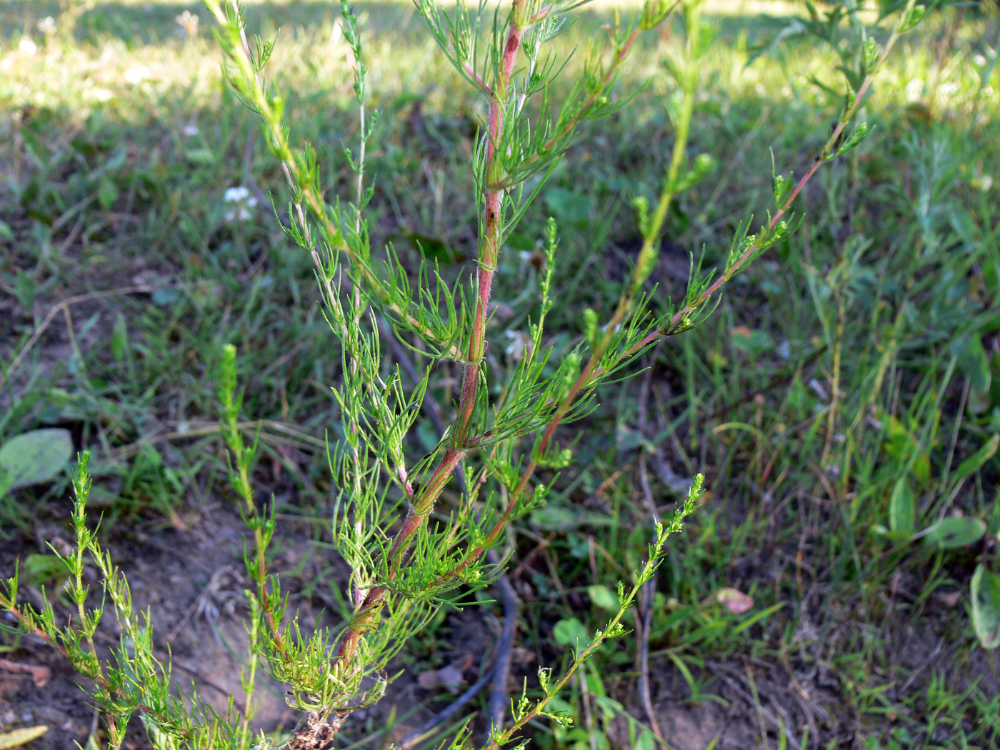 Изображение особи Artemisia scoparia.
