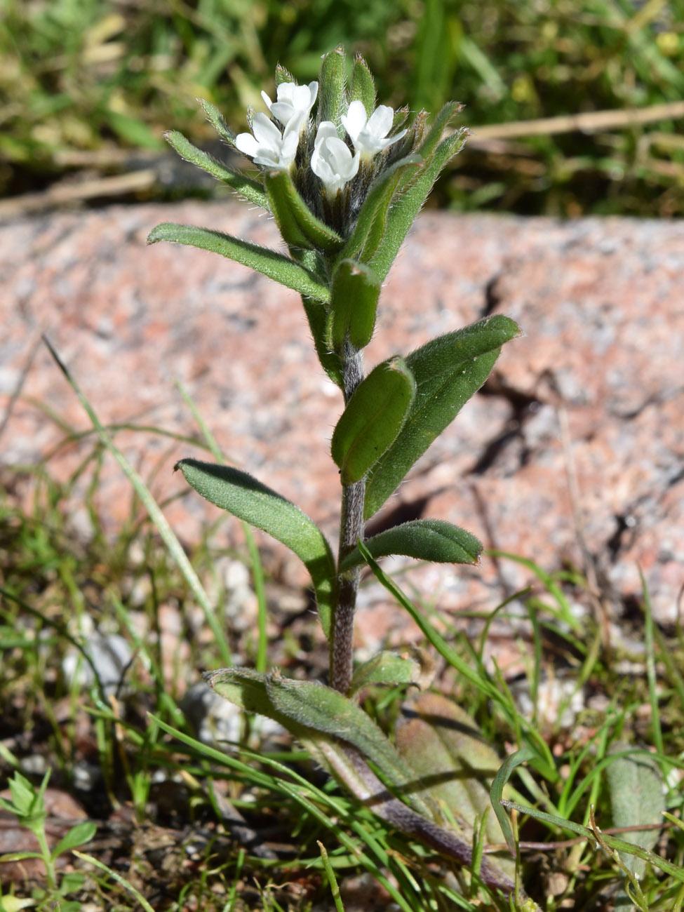 Изображение особи Buglossoides arvensis.