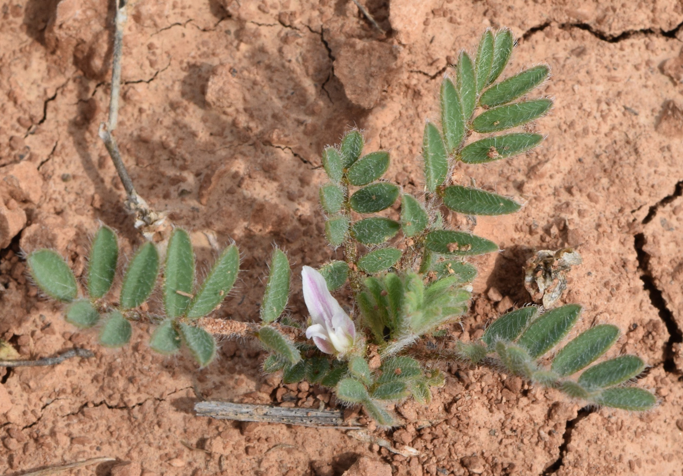 Image of Astragalus tribuloides specimen.