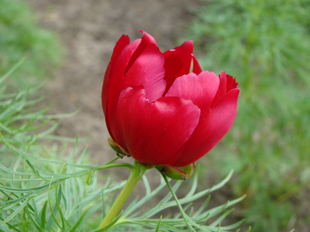 Изображение особи Paeonia tenuifolia.