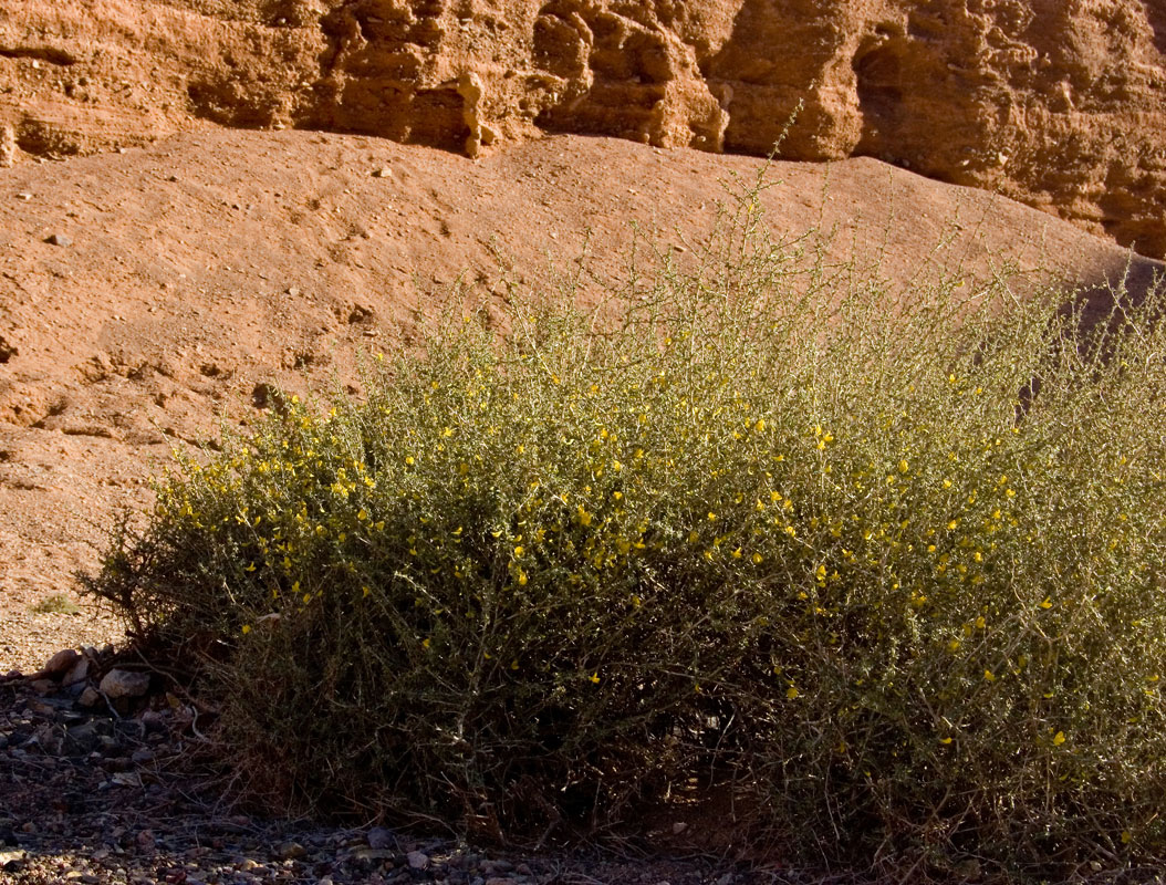 Image of genus Caragana specimen.