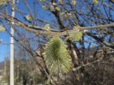 Salix cinerea