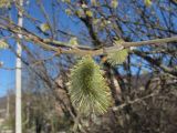 Salix cinerea. Ветвь с соцветием. Крым, Байдарская долина. 2 апреля 2010 г.