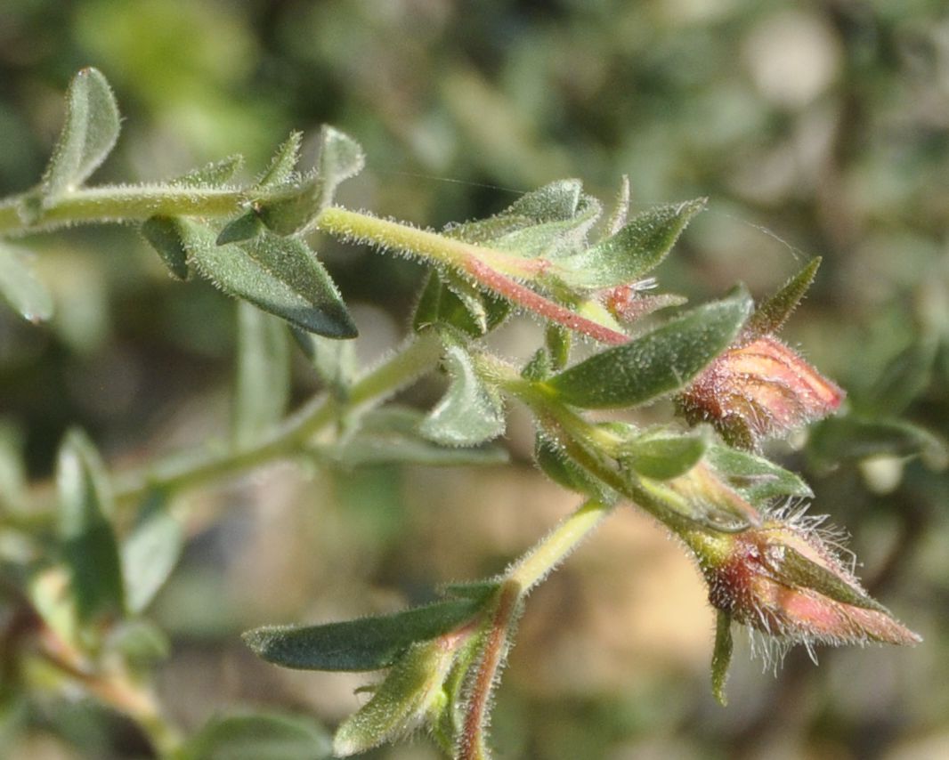 Image of Fumana arabica specimen.