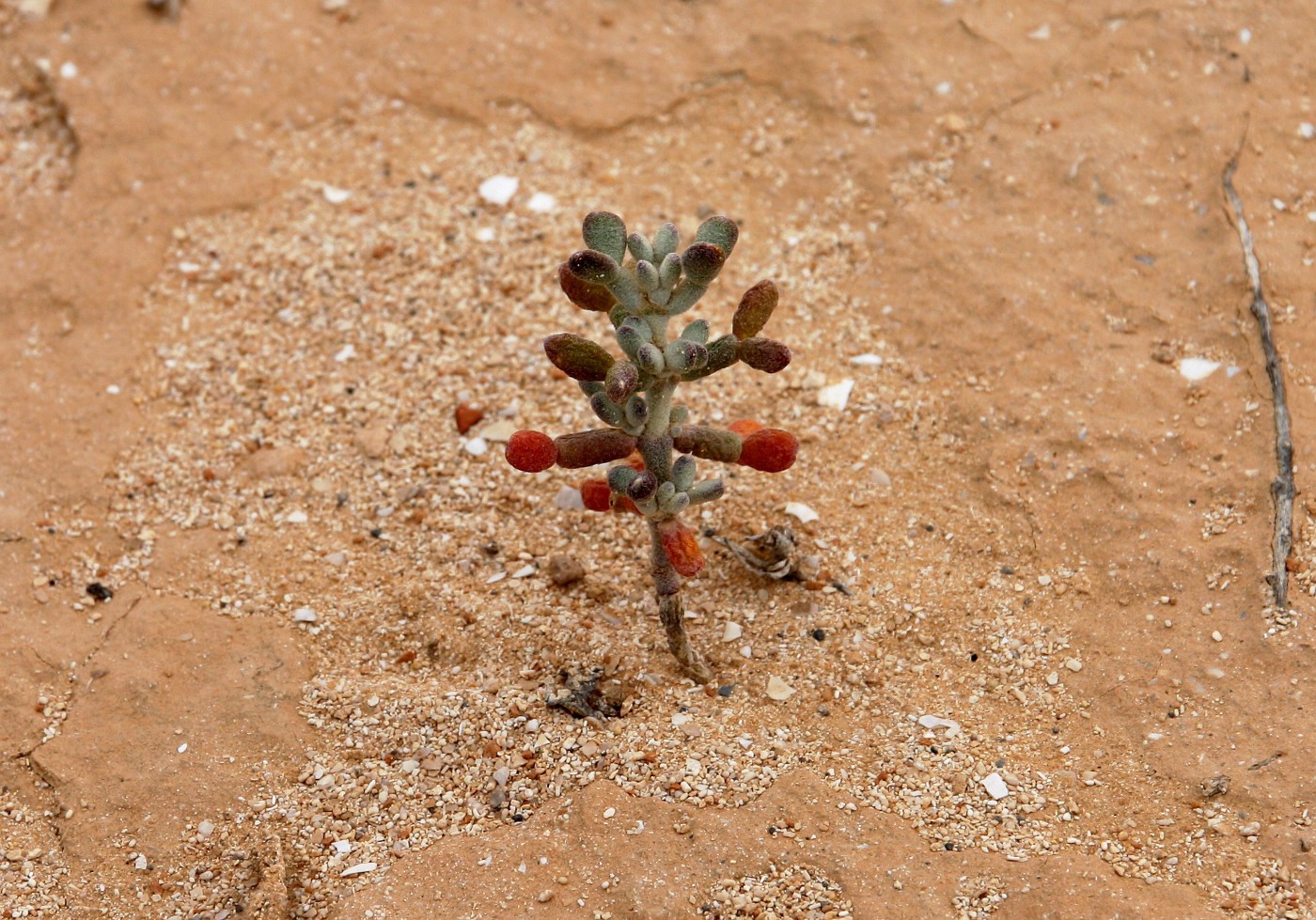 Изображение особи Tetraena alba.