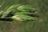 Bromus hordeaceus