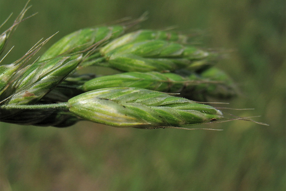 Image of Bromus hordeaceus specimen.