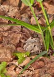 Stellaria holostea