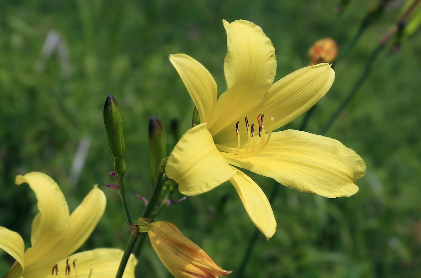 Изображение особи Hemerocallis minor.