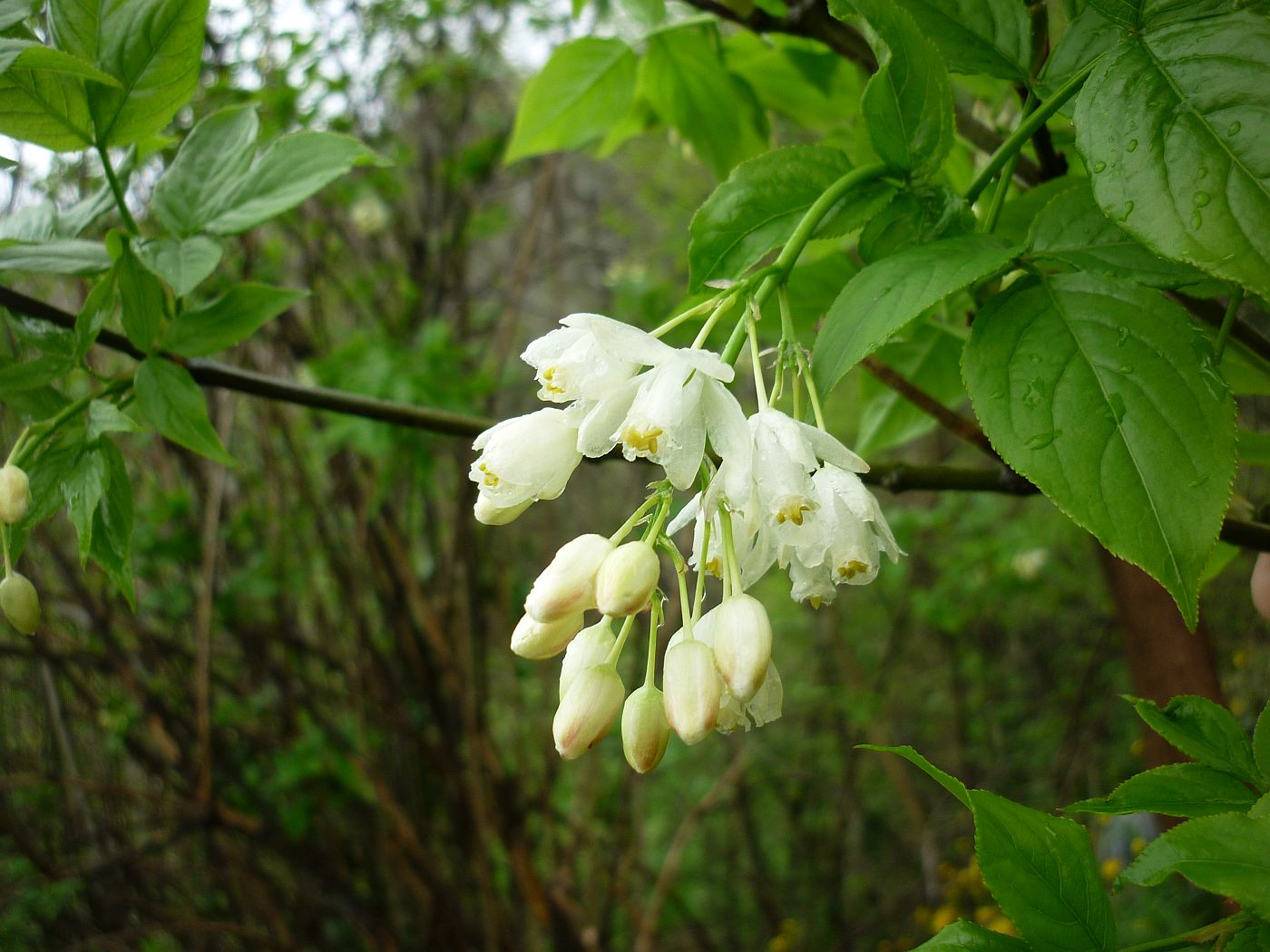 Изображение особи Staphylea colchica.