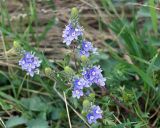 Veronica multifida