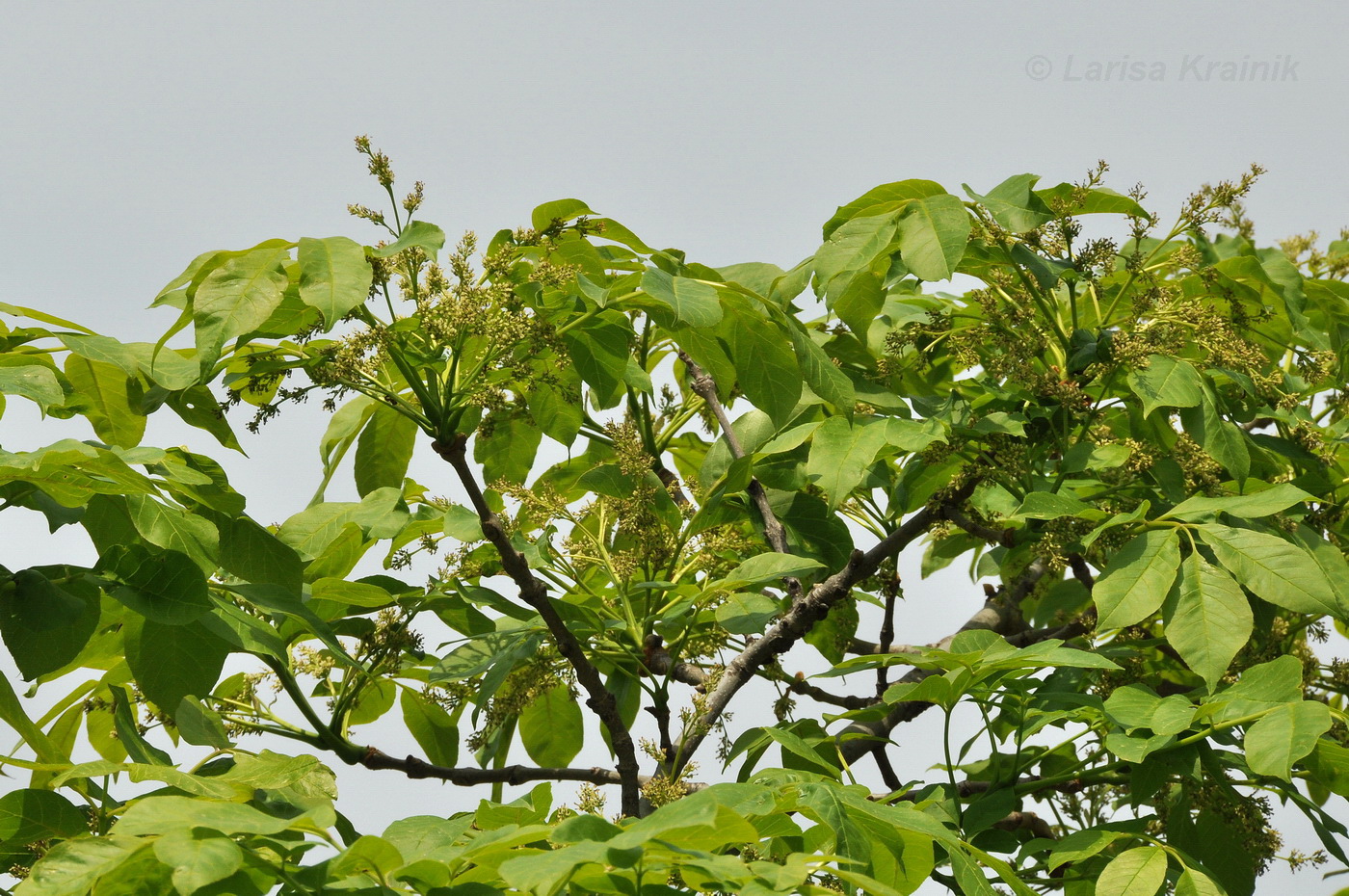 Изображение особи Fraxinus densata.