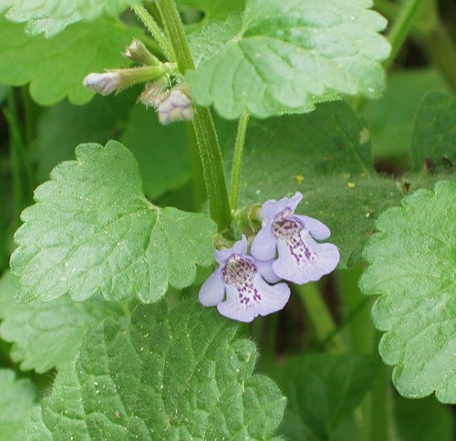 Изображение особи Glechoma hederacea.