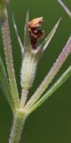 Nepeta parviflora