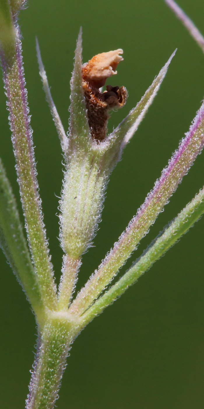 Image of Nepeta parviflora specimen.