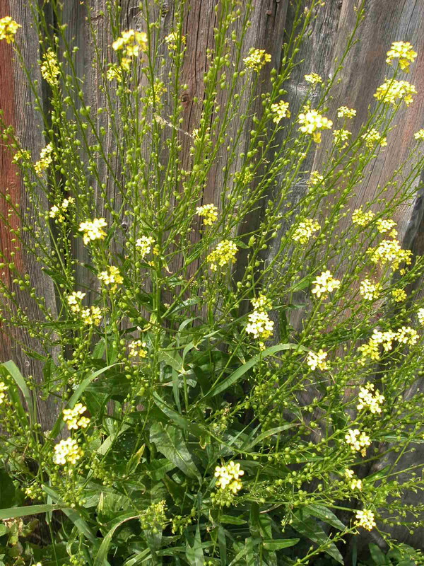 Image of Bunias orientalis specimen.