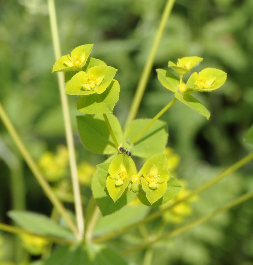 Изображение особи Euphorbia platyphyllos.