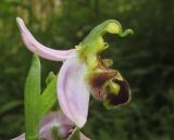 Ophrys apifera. Цветок. Краснодарский край, м/о город-курорт Сочи, окр. с. Хлебороб, лиственный лес. 12 июня 2017 г.