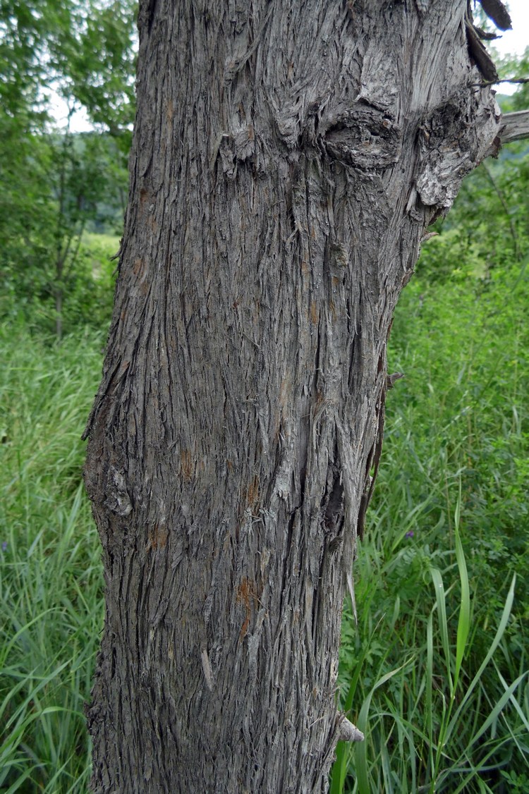 Изображение особи Platycladus orientalis.