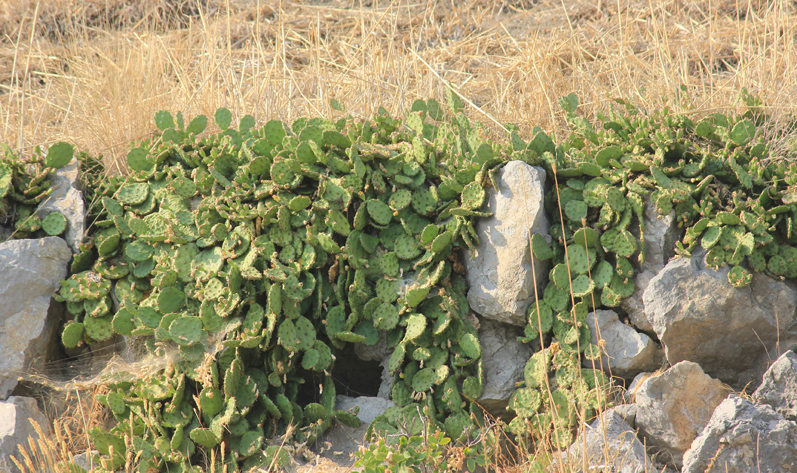 Image of Opuntia humifusa specimen.