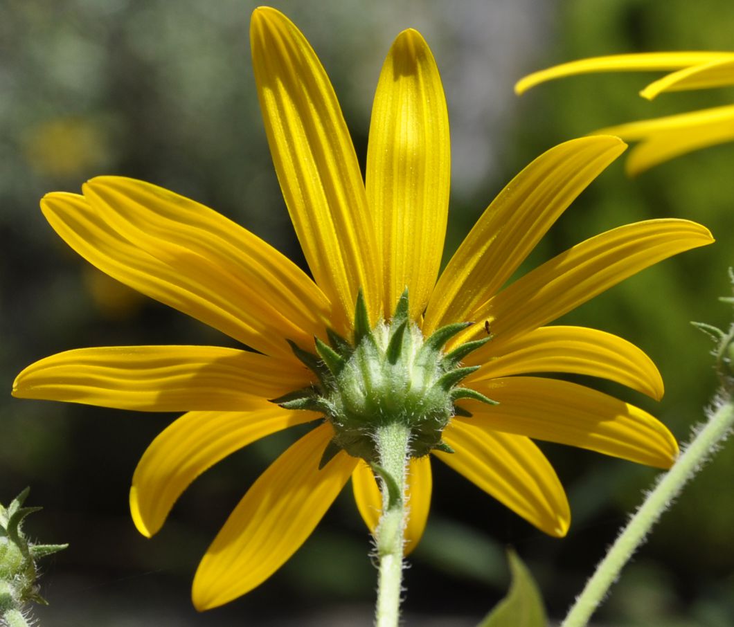 Image of Helianthus tuberosus specimen.