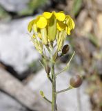 Alyssoides utriculata