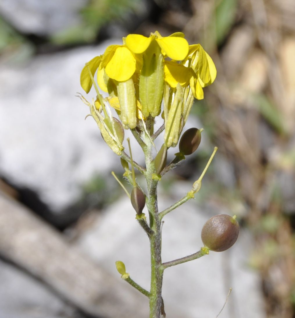 Изображение особи Alyssoides utriculata.