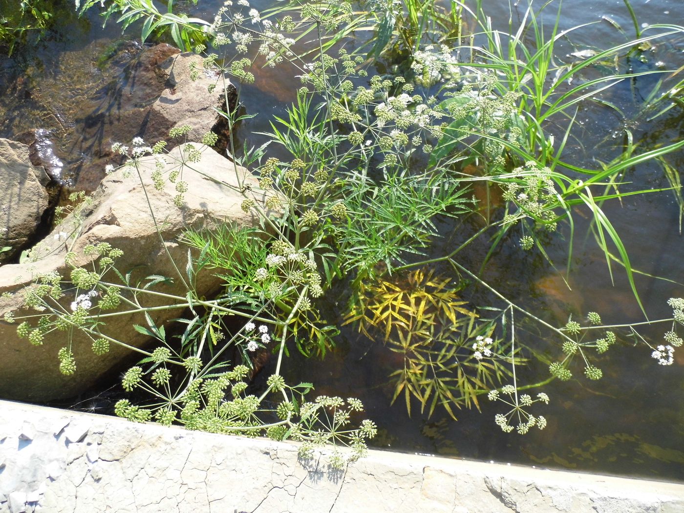 Image of Cicuta virosa specimen.